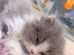 -BABIT巴比特宠物(MOMOPARK店)