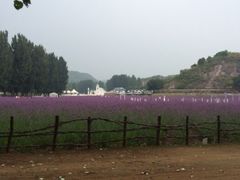 iphone_upload_pic-紫海香堤香草艺术庄园