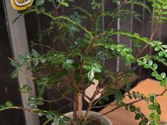 -CURRY YA 熟成咖哩專門店(深圳湾万象城店)