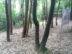 -火炉山森林公园