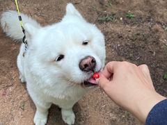 -趣玩宠物乐园寄养训犬训狗游泳池