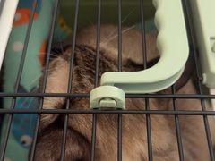 -瑞派福兴宠物医院犬猫全科·骨科·中西医结合(河东店)