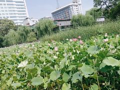 -莲湖公园
