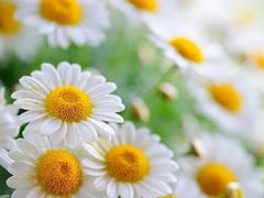 -彩虹桥宠物火化殡葬善终服务(金乐大厦店)