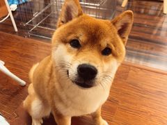 -豆柴町-柴犬主题狗咖(红鼎国际C座店)