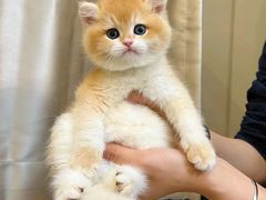 -欣宠猫屋·矮脚拿破仑·蓝金金渐层