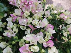 -双季花艺园艺市场(浦东店)