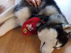 -Husky Go! 哈士奇体验馆·宠物咖啡厅狗咖