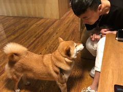 -柴务处·柴犬主题狗咖