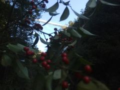 -九龙江国家森林公园