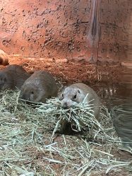 -Zoolung Zoolung动物主题公园(海信广场店)