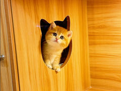 -猫十亿·布偶金渐层·曼基康矮脚猫舍(青年路店)