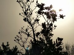 -芍药居北里