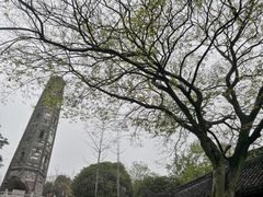 -上海佘山国家森林公园天马山园