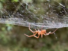 -怀托摩萤火虫洞