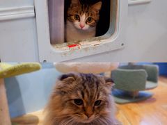 -遇见羊驼·奶狗咖·布偶猫咖·法斗柯基柴犬阿拉斯加(春熙路太古里IFS店)