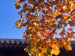 -VOYAGE COFFEE(北锣鼓巷店)