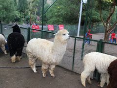 -新疆天山野生动物园