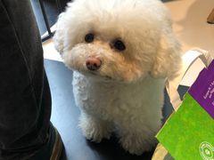 -Oh My Dog宠物沙龙(伊珊娜皮毛护理店)