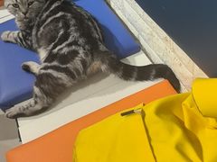 -平行世界·猫咖(首经贸店)