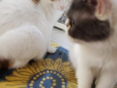 -平行世界·猫咖(首经贸店)