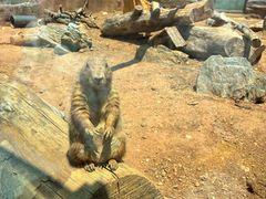 -大连森林动物园