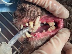 -汪喵宠物医院·骨科心脏影像·犬猫急重症ICU诊疗中心(成华分院)