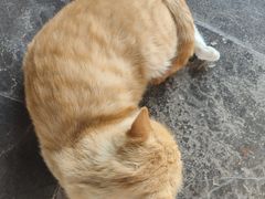 -正定古城-开元寺