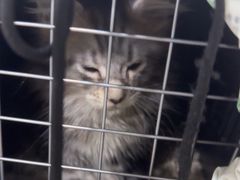 -佳雯宠物医院·皮肤科·内外科(春晓路分院)