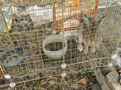 -马陆小张葡萄园农家乐