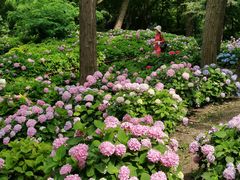 -上海共青森林公园