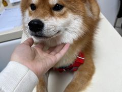 -宠颐生中康贝怡动物医院