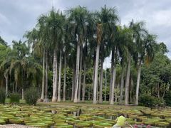 -中国科学院西双版纳热带植物园