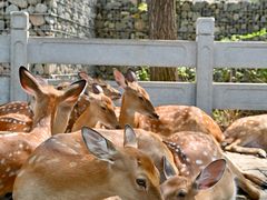-北京野生动物园