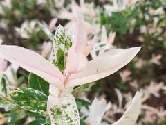 -白塘生态植物园