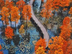 -池杉湖湿地公园