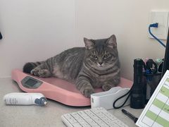 -佳雯宠物医院·皮肤科·内外科(春晓路分院)