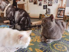 -平行世界·猫咖(首经贸店)