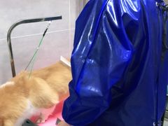 -宠福鑫康馨动物医院·骨科·眼科