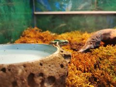 -上海大自然野生昆虫馆(东方明珠·爬宠昆虫探索中心)