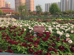 -曹州百花园