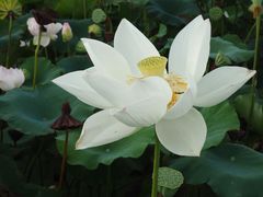 -池杉湖湿地公园