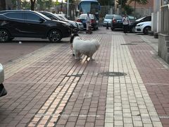 -林之六八·6886大连老菜馆