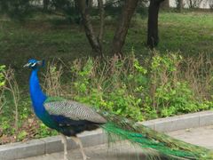 -北京麋鹿生态实验中心