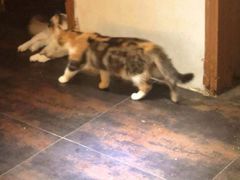 -猫色咖啡·猫咖