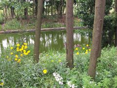 -上海长兴岛郊野公园