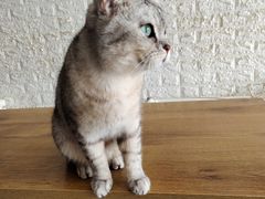 -平行世界·猫咖(首经贸店)