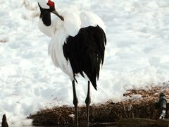 -钏路市丹顶鹤自然公园