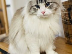 -柴迷FANS CLUB·柴犬狗咖·猫咖