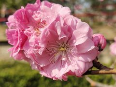-海棠花溪(元大都城垣遗址公园)